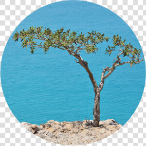 Boswellia Tree  HD Png Download