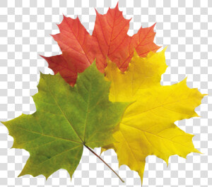 Real Fall Leaves Png   Real Fall Leaves  Transparent Png