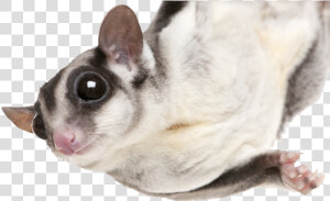 Photo Of A Sugarglider Hanging From A Limb   Sugar Glider No Background  HD Png Download