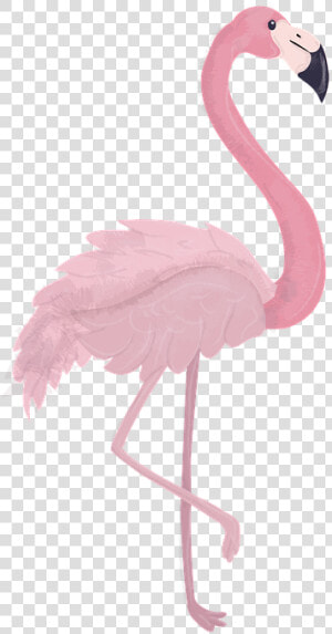 Flamingo  Animal  Zoo  Animal World  Bird  Feather   Gambar Hewan Flamingo Kartun  HD Png Download