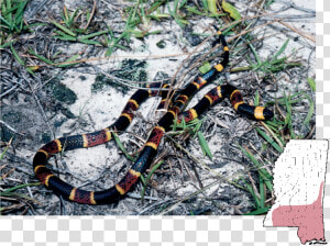 South Mississippi Snakes  HD Png Download