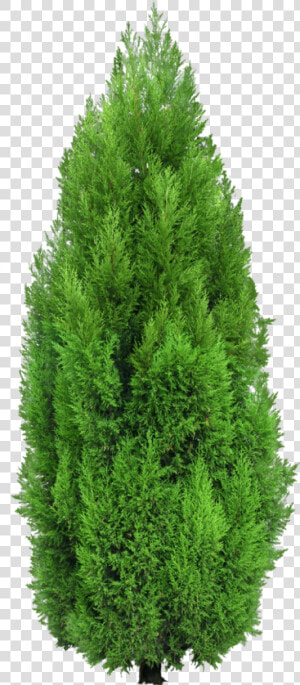 Cypress Tree Png  Transparent Png