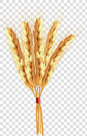 Transparent Wheat Png   Einkorn Wheat  Png Download