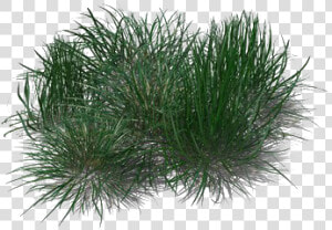 Green Beach Grass Transparent Png   Beach Grass Png  Png Download