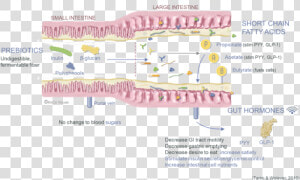 Digestive Tract Pathway With Prebiotics   Beta Glucans Gut Microbiota  HD Png Download