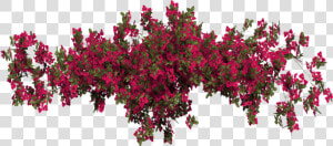  flower  floral  garden  red  plants  plant  hanging   Transparent Bougainvillea Png  Png Download