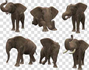 Download This High Resolution Elephants Icon   Png Format Png Elephant  Transparent Png