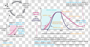 Images malaria Infection Immunity Anti Csp Immunity   Malaria Immunity  HD Png Download