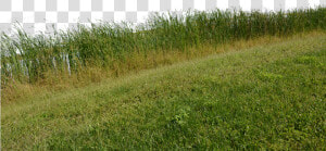 Grass  Grass No Background  Nature  Green  Plant   Png Background Nature  Transparent Png