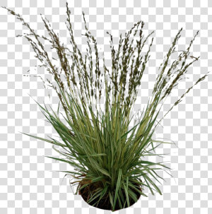 Plants Png Pic   Transparent Background Long Grass  Png Download