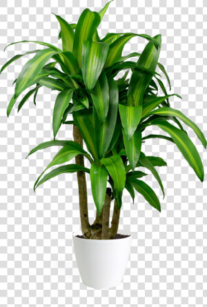 Dracaena Massangeana Stump   Dracaena Fragrans Png  Transparent Png