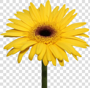 Daisy Flowers Png Transparent Background   Yellow Gerbera Daisy Png  Png Download