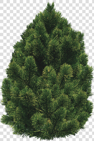 Pine Bush Trees   Pinon Pine Transparent  HD Png Download