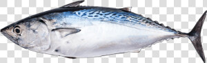 Albacore Fish  HD Png Download