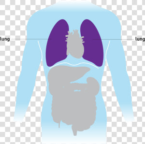 This Is Where The Lungs Are Situated In The Torso   Illustration  HD Png Download