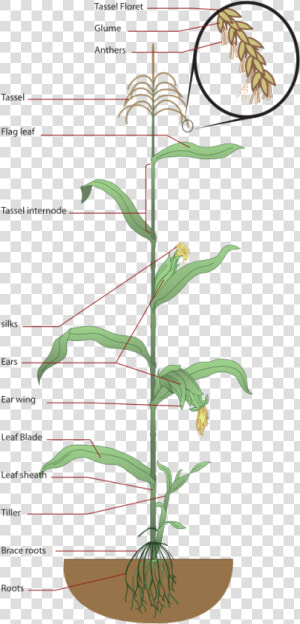 Structure Of Maize Plant  HD Png Download