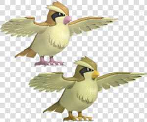 Pokemon Pidgey 3d Model  HD Png Download