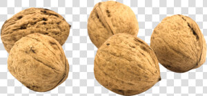 Walnut   2 Walnuts Png  Transparent Png