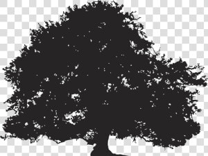 Oak Silhouette Tree Illustration   Transparent Background Tree Silhouette  HD Png Download