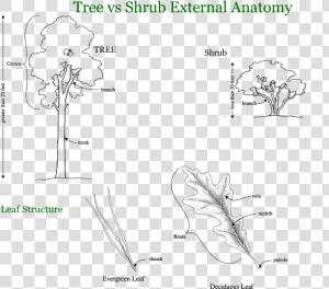 Tree Vines Png  trees  Shrubs  And Vines   Trees Shrubs And Vines  Transparent Png