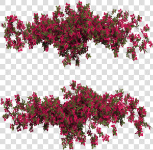 Bougainvillea Png  Transparent Png