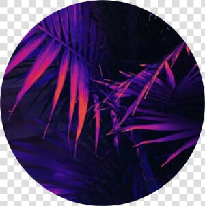  circle  palmtree  purple  blue  orange  yellow  neon   Pretty Backgrounds Purple Aesthetic  HD Png Download