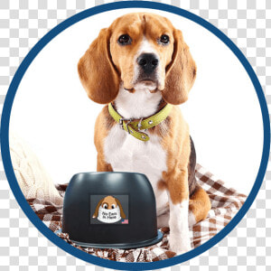 A Beagle With The No Ears In Here Bowl   Dog  HD Png Download