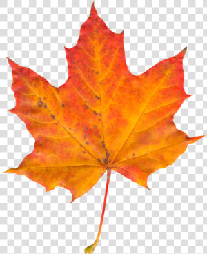 Autumn Leaf Png Image   Autumn Leaf Png  Transparent Png