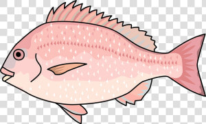 Sea Bream Fish Clipart   魚 イラスト たい フリー  HD Png Download