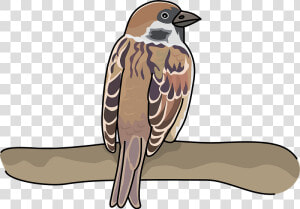 Sparrow Bird Clipart   House Sparrow  HD Png Download