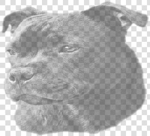 Staffordshire Bull Terrier   Png Download   Staffordshire Bull Terrier  Transparent Png