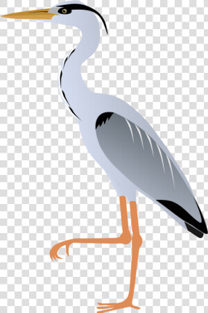 Great Blue Heron Clipart  HD Png Download