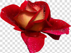 Rosas   Rosas De Amor Png  Transparent Png