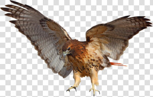 Tribal Impressions Rrd El   Red Tailed Hawk Png  Transparent Png