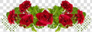 Tube Roses Rouges   Floribunda  HD Png Download