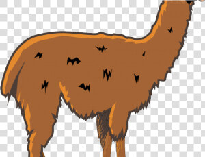 Alpaca Clipart Png  Transparent Png