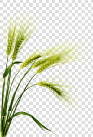 Family botany flowering Plant white Pine triticale food   Barley Png  Transparent Png