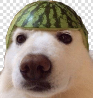  dank  meme  dankememe  dankmemes  yeet  dog  watermelon   Watermelon Dog Meme  HD Png Download