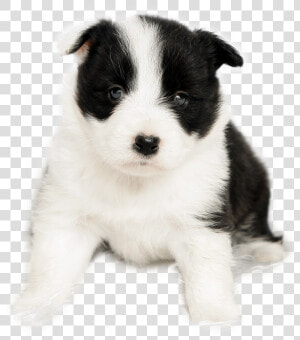 Transparent Border Collie Clipart   Baby Border Collie Png  Png Download