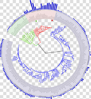 Tree Of Life Genome Sequencing  HD Png Download