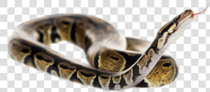 Reptile Tongue Png   Ball Python Snake Transparent Background  Png Download