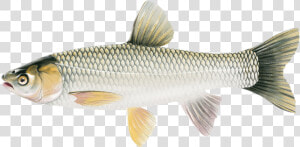 Grass Carp Illustration   Ctenopharyngodon Idella The Grass Carp  HD Png Download