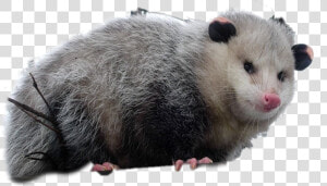  possum   Hugging Possum  HD Png Download