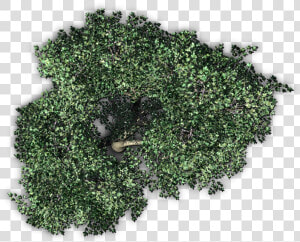 Transparent Tree Top Png   Png Tree Top View  Png Download