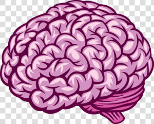 Transparent Human Brain Png   Royalty Free Brain Vector  Png Download