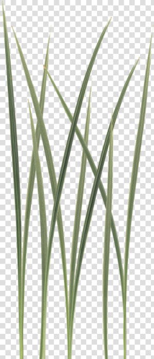 Transparent Texture Png   Unity Grass Texture Png  Png Download