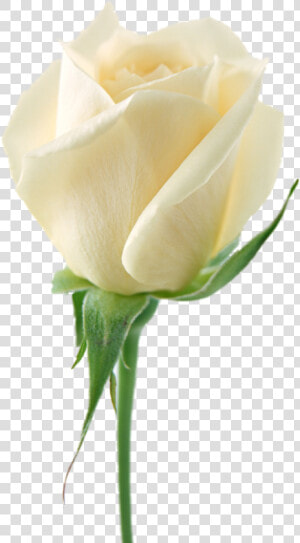 White Rose Png Image  Flower White Rose Png Picture   White Rose Png  Transparent Png