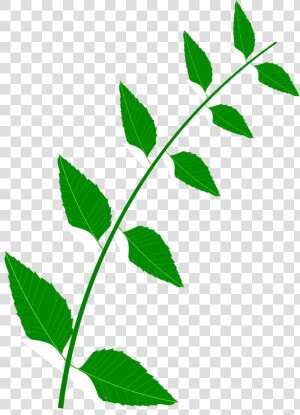 Bitter Leaf Png  Transparent Png