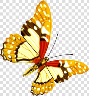 Hd Beautiful Colorful Butterfly Png   Hd Beautiful Png  Transparent Png