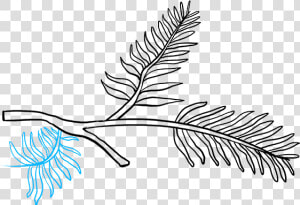 How To Draw Pinecone   Pine Branch Drawing Easy  HD Png Download